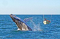 Whale Watching Tour in Mazatlan