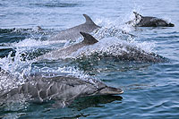 Search for Wild Dolphins in Mazatlan