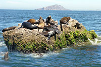 Sea Lion Rock - Mazatlan, Mexico